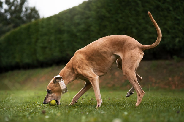 Greyhound