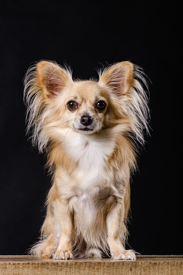 Chihuahua