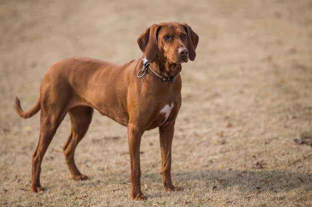 Bloodhound