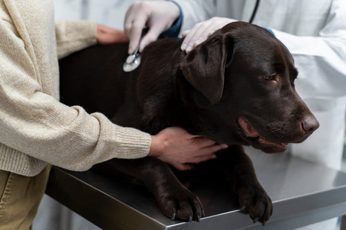 Chronic Kidney Disease