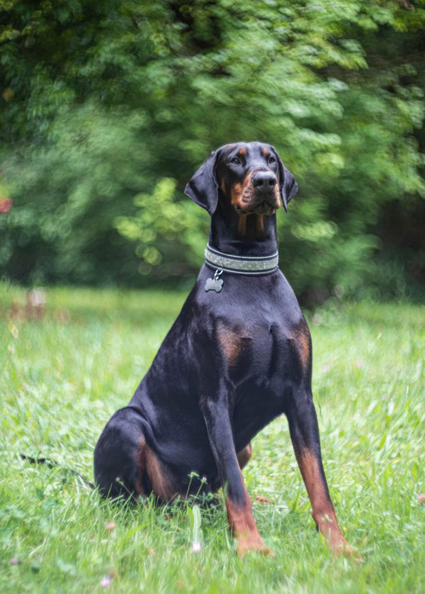 Giant Dogs