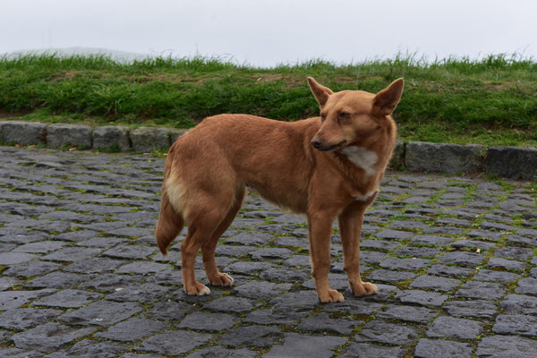 Medium Dogs