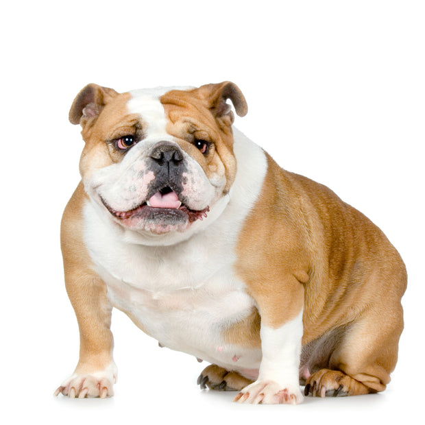 Bulldog