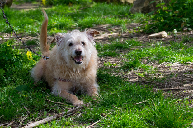 Maltese