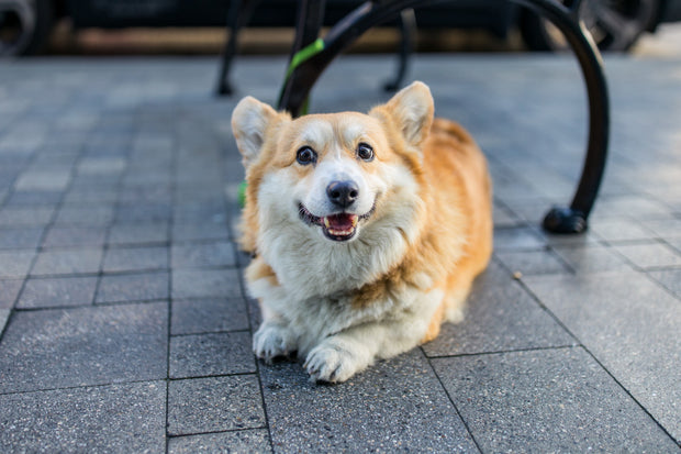 Pembroke Welsh Corgi