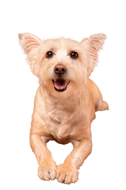 Chubby the Dog - Mascot