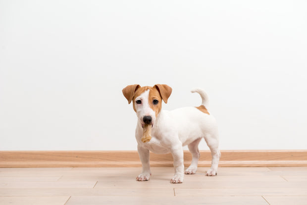 Jack Russell Terrier