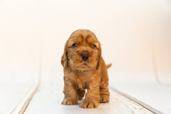 Toy Dogs