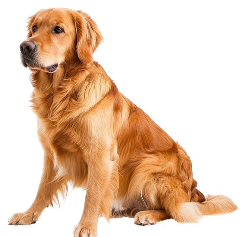 Get Early Access to Woofpack Club