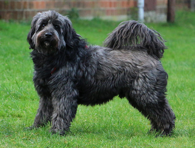 Scottish Terrier