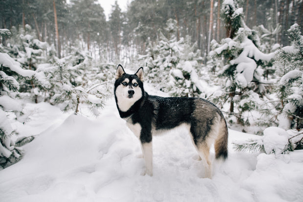 Siberian Husky