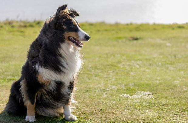Australian Shepherd