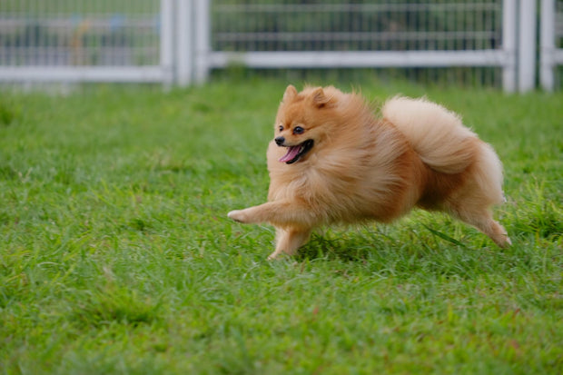 Pomeranian