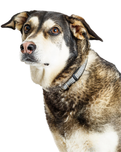 Get Early Access to Woofpack Club